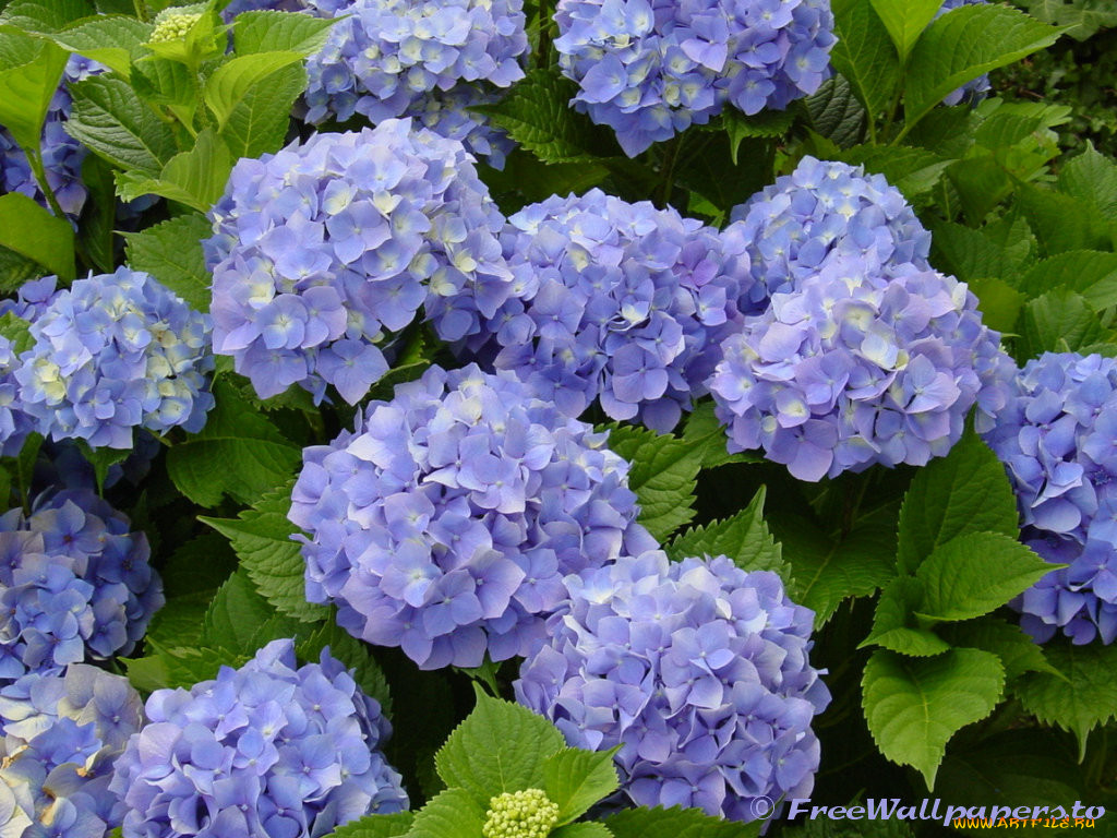 hydrangea, , 